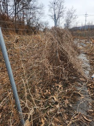 현모양처(양현모)님의 고추 · 영농일지 작성글 사진