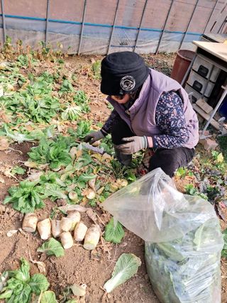 최한기님의 기타작물 · 영농일지 작성글 사진