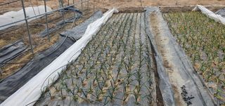 김원기님의 기타작물 · 영농일지 작성글 사진