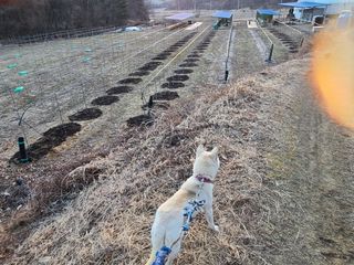 속리산정이품농원님의 기타작물 · 영농일지 작성글 사진