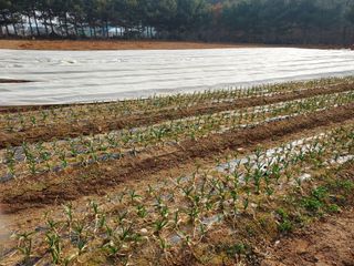 태일농산이정수님의 기타작물 · 영농일지 작성글 사진