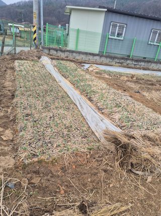 허민성님의 양파 · 영농일지 작성글 사진