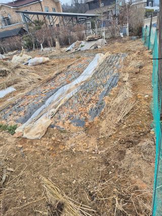 허민성님의 양파 · 영농일지 작성글 사진