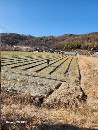 박종권님의 마늘 · 영농일지 작성글 사진