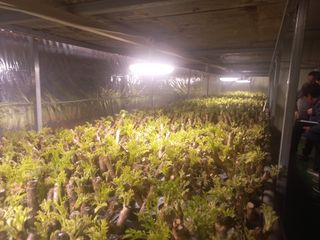 손 무현님의 기타작물 · 영농일지 작성글 사진