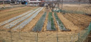 하은와송~♡♡♡~님의 기타작물 · 영농일지 작성글 사진