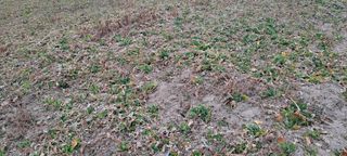 김국원님의 기타작물 · 영농일지 작성글 사진