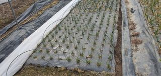 김원기님의 기타작물 · 영농일지 작성글 사진