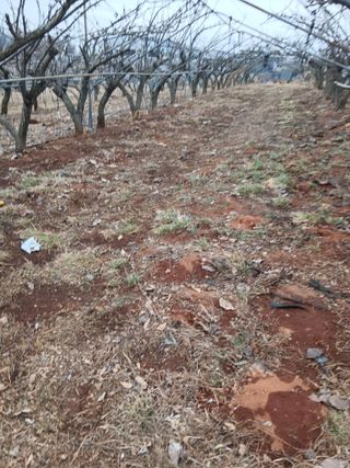 ok 체험학습농원님의 배 · 영농일지 작성글 사진