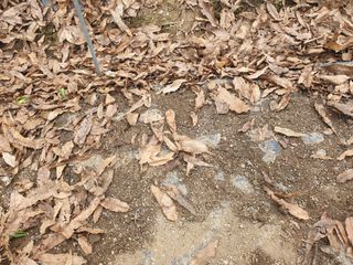 샤이니바다님의 기타작물 · 영농일지 작성글 사진