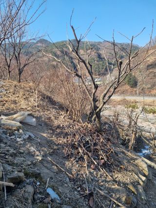 김용대님의 기타작물 · 영농일지 작성글 사진