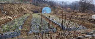 동동이님의 기타작물 · 영농일지 작성글 사진