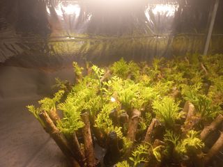 손 무현님의 기타작물 · 영농일지 작성글 사진