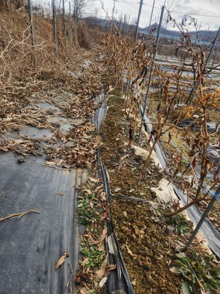 현모양처(양현모)님의 고추 · 영농일지 작성글 사진