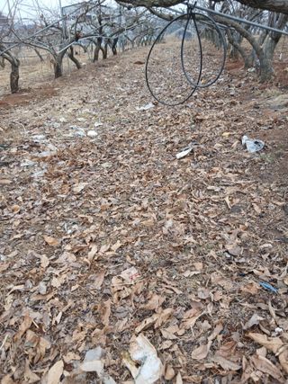 ok 체험학습농원님의 배 · 영농일지 작성글 사진