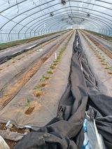 팜모닝 고추·영농일지 게시글 이미지