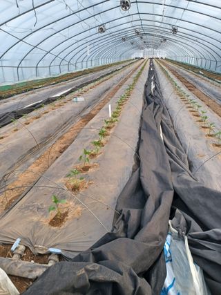 양배추16354님의 고추 · 영농일지 작성글 사진