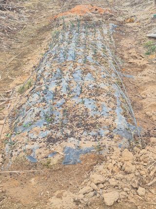 허민성님의 양파 · 영농일지 작성글 사진