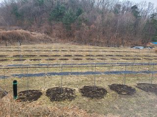 속리산정이품농원님의 기타작물 · 영농일지 작성글 사진