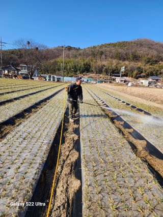 박종권님의 마늘 · 영농일지 작성글 사진