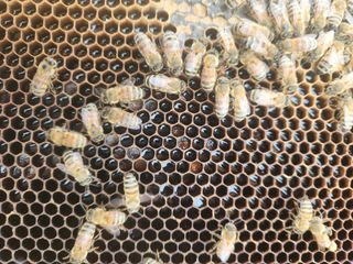 김근미님의 기타작물 · 영농일지 작성글 사진