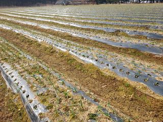 태일농산이정수님의 기타작물 · 영농일지 작성글 사진
