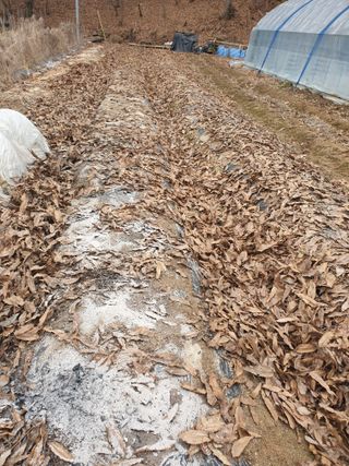 샤이니바다님의 기타작물 · 영농일지 작성글 사진