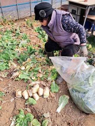 최한기님의 기타작물 · 영농일지 작성글 사진