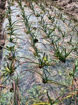 팜모닝 기타작물·영농일지 게시글 이미지