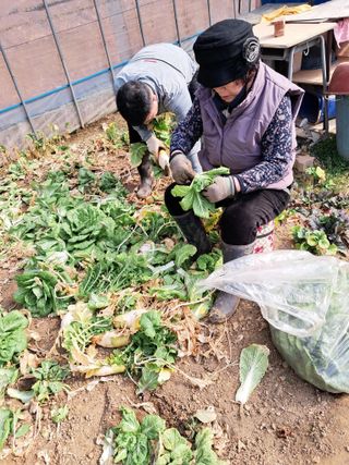 최한기님의 기타작물 · 영농일지 작성글 사진