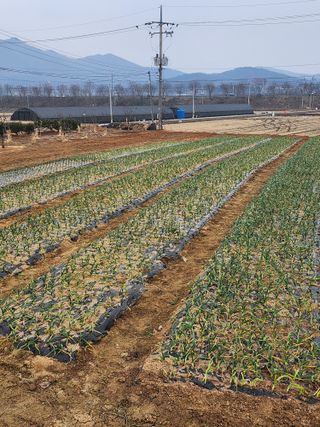 구봉갑산님의 기타작물 · 영농일지 작성글 사진