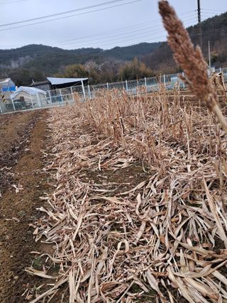 이인성님의 기타작물 · 영농일지 작성글 사진