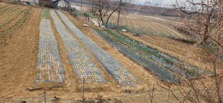 하은와송~♡♡♡~님의 기타작물 · 영농일지 작성글 사진