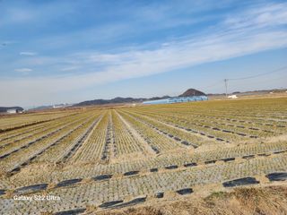 박종권님의 마늘 · 영농일지 작성글 사진