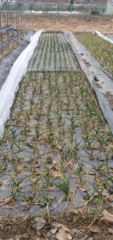 팜모닝 기타작물·영농일지 게시글 이미지