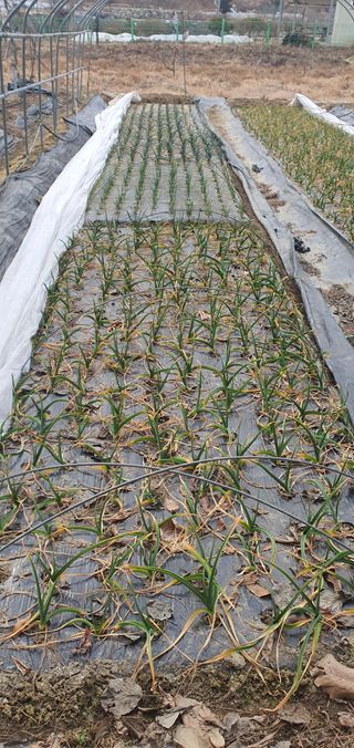 김원기님의 기타작물 · 영농일지 작성글 사진