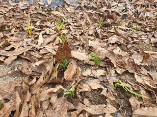 샤이니바다님의 기타작물 · 영농일지 작성글 사진