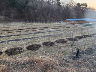 속리산정이품농원님의 기타작물 · 영농일지 작성글 사진