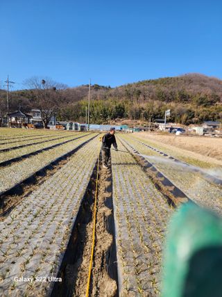 박종권님의 마늘 · 영농일지 작성글 사진