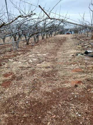 ok 체험학습농원님의 배 · 영농일지 작성글 사진