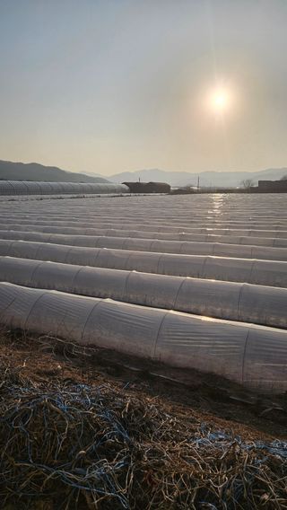 심진택님의 기타작물 · 영농일지 작성글 사진