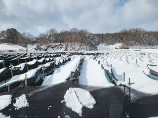 하늘아래삼 님의 기타작물 · 영농일지 작성글 사진