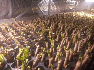 손 무현님의 기타작물 · 영농일지 작성글 사진