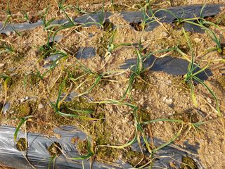 태일농산이정수님의 기타작물 · 영농일지 작성글 사진