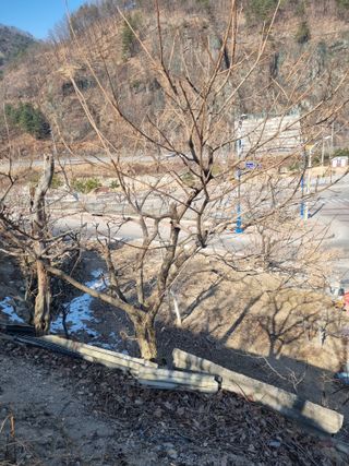 김용대님의 기타작물 · 영농일지 작성글 사진