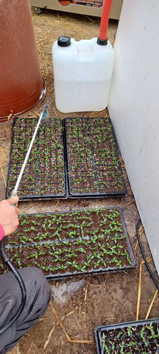 이.일신.꽃분아빠님의 고추 · 영농일지 작성글 사진