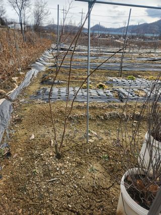 현모양처(양현모)님의 고추 · 영농일지 작성글 사진