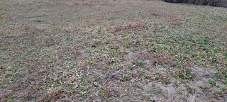 김국원님의 기타작물 · 영농일지 작성글 사진