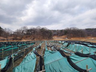 하늘아래삼 님의 기타작물 · 영농일지 작성글 사진