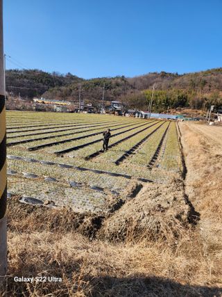 박종권님의 마늘 · 영농일지 작성글 사진